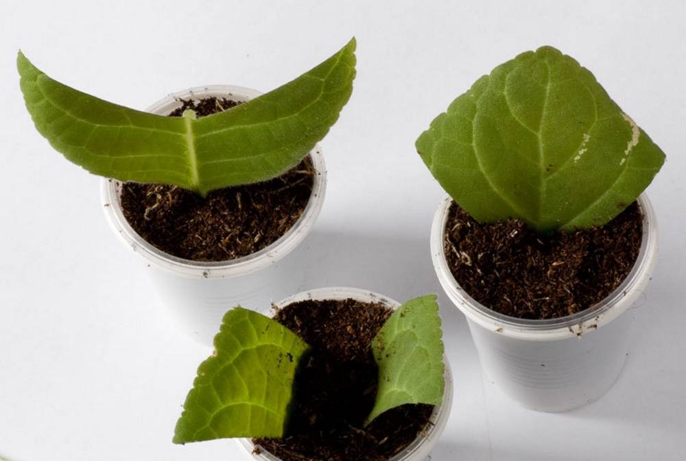 Глоксиния — размножение листом и клубнем в домашних условиях
