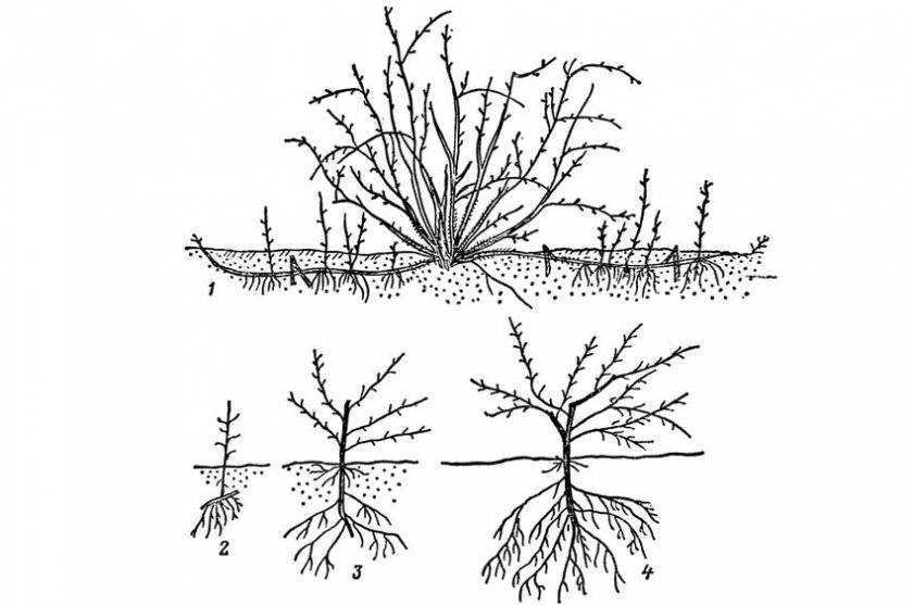 Размножение барбариса черенками и делением, выращивание барбариса из семян, как размножить барбарис отводками