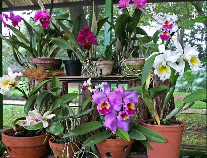 Каттлея цветок: полный гид по самому прекрасному роду семейства орхидей