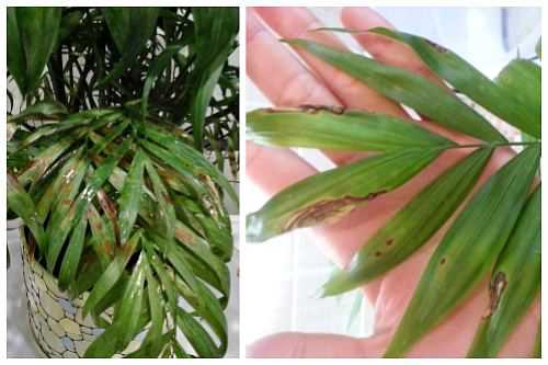 Болезни и проблемы при выращивании пальмы хамедореи. причины засыхания листьев у хамедории хамедорея сохнут листья после пересадки