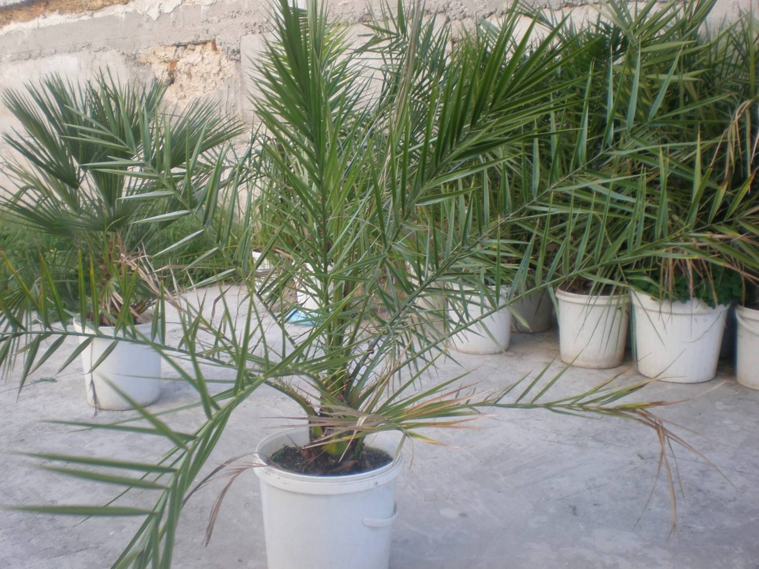 Финиковая пальма - правильный уход за растением - советы от специалистов студии фитодизайна флорен