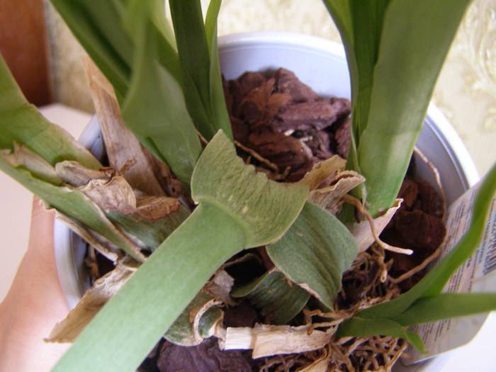 Орхидея камбрия (cambria): содержание и уход в домашних условиях, правила посадки и пересадки дома, виды цветка с фото и что делать сразу после покупки