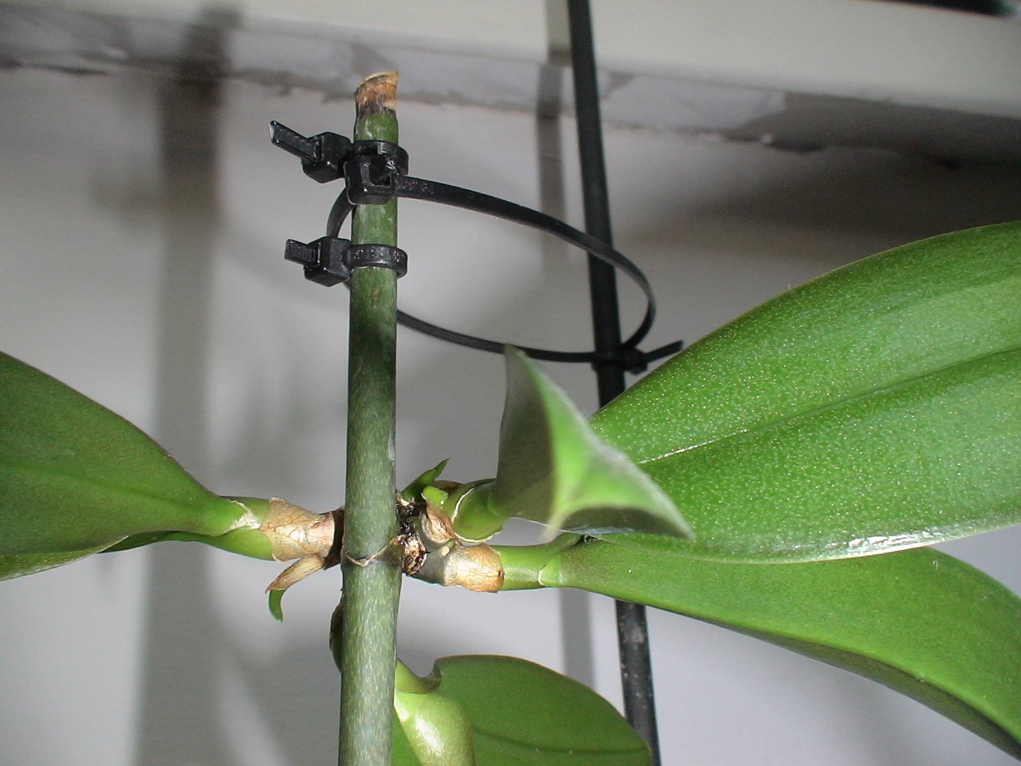 Детка орхидеи на цветоносе: примеры как вырастить и укоренить