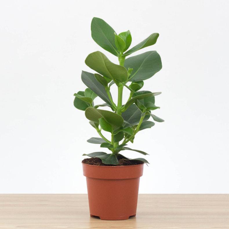 Растение клузия: выращивание цветка из черенков
