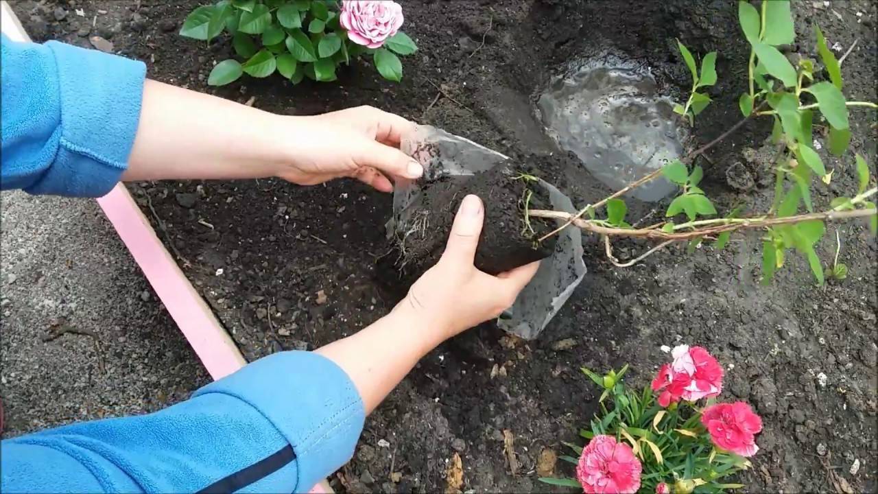 Маленькие розы садовые — популярные сорта