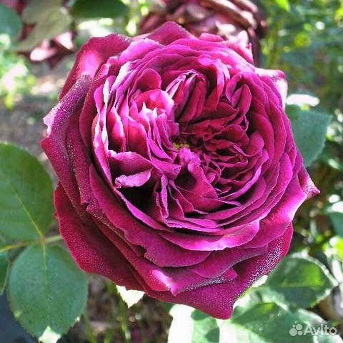 Английские розы: виды, сорта, особенности выращивания