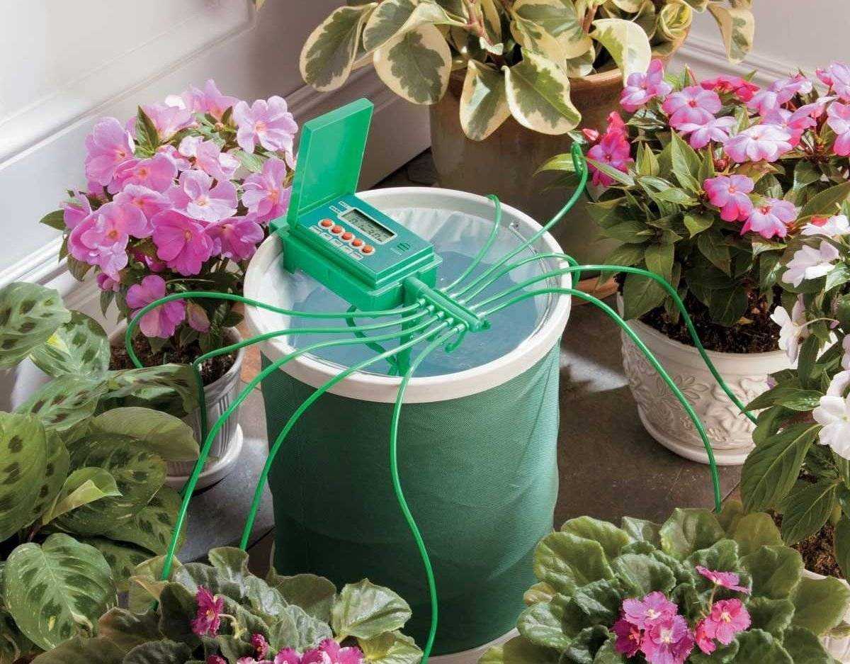 Правила идеального полива: как поливать кактус в домашних условиях летом и зимой?