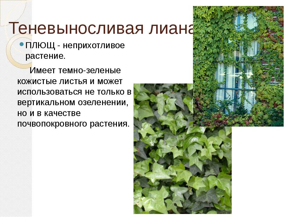 Хедера - 120 фото и видео выращивания комнатного цветка своими руками