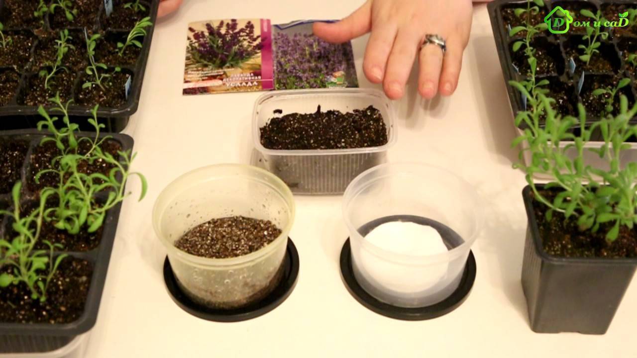 Как вырастить лаванду из семян в домашних условиях на рассаду — правильная посадка