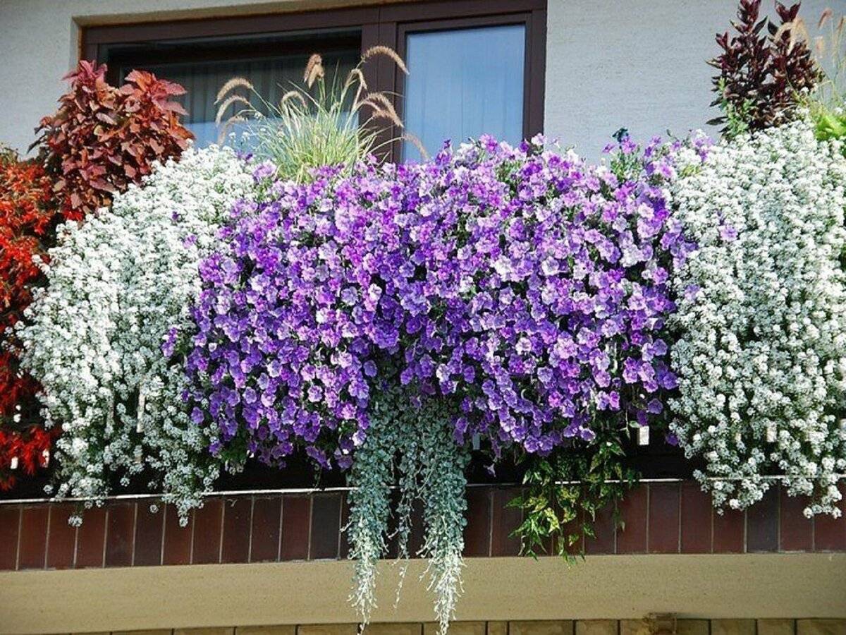 Ампельные цветы: названия и описания, особенности выбора и правила украшения балкона и сада, фото