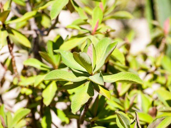 «дерево любви» синадениум: фото комнатного суккулентного растения и особенности его выращивания