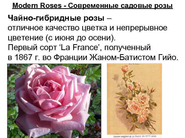 Розы флорибунда : что это такое и чем они хороши