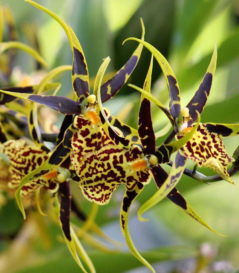 Неприхотливая орхидея камбрия – удачный выбор для начинающих. описание, фото и рекомендации по уходу