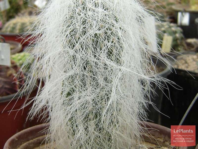 Cephalocereus - giromagi cactus and succulents
