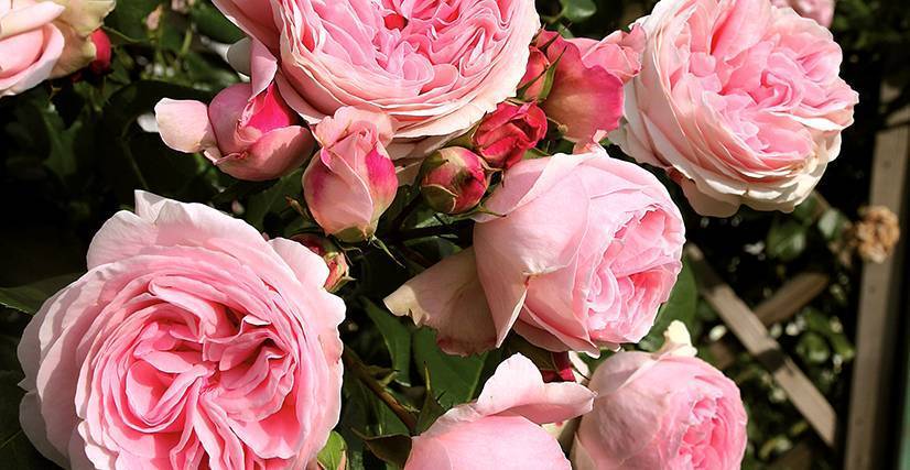Роза лавиния фото и описание отзывы | мой сад и огород