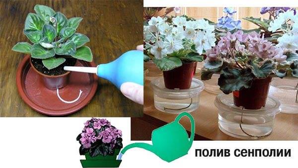Уход за фиалками в домашних условиях: в чем отличие обычного комнатного растения от узамбарского, а также как правильно поливать фитильным методом?
