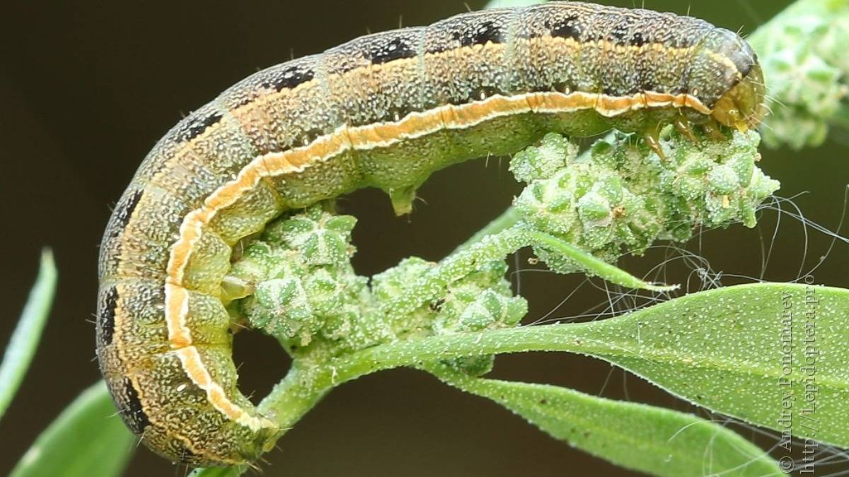 Гусеница совка: фото вредителя, как с ней бороться на садовом участке на плодовых деревьях