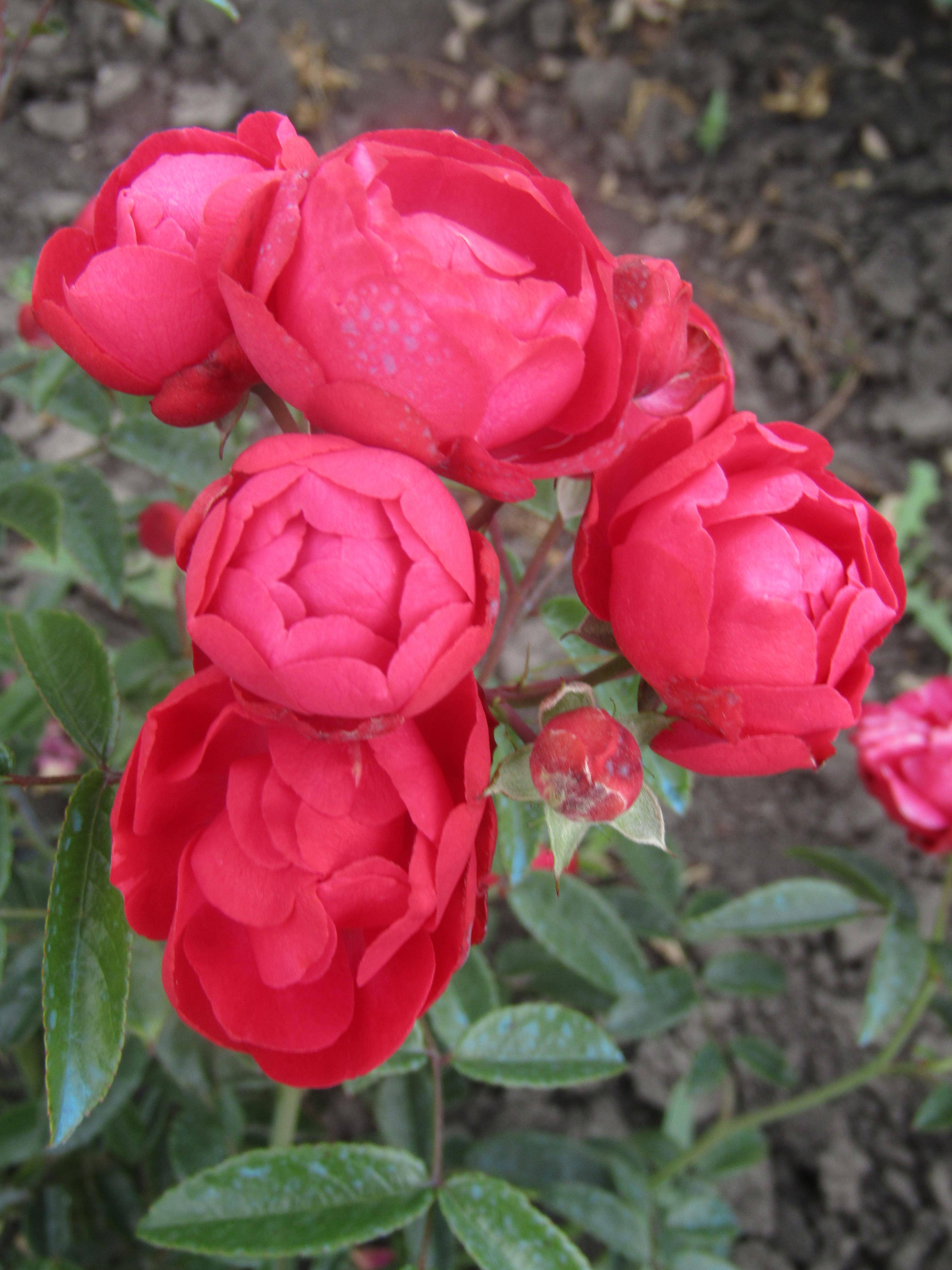 Полиантовая роза: выращивание из семян в домашних условиях