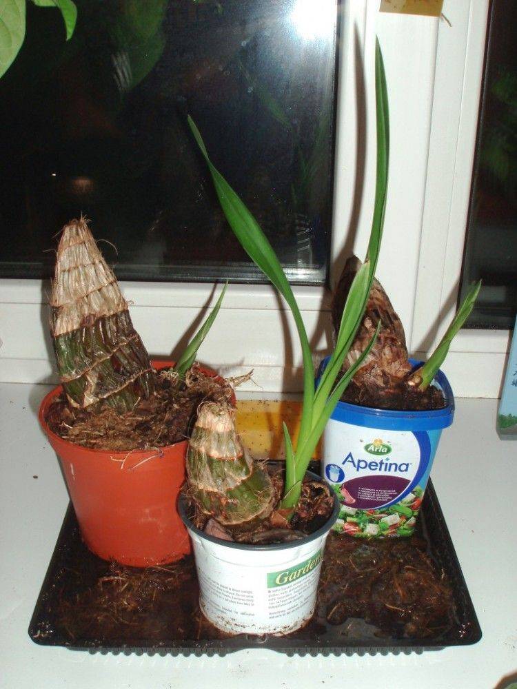 Отращивание (наращивание) корней у орхидеи фаленопсис