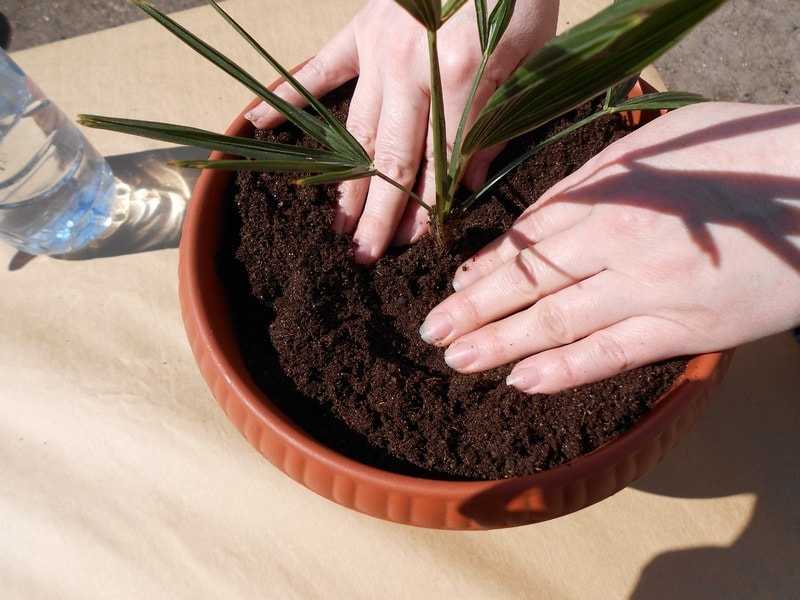 Выращивание хамедореи: как посадить, ухаживать, поливать, удобрять, размножать
