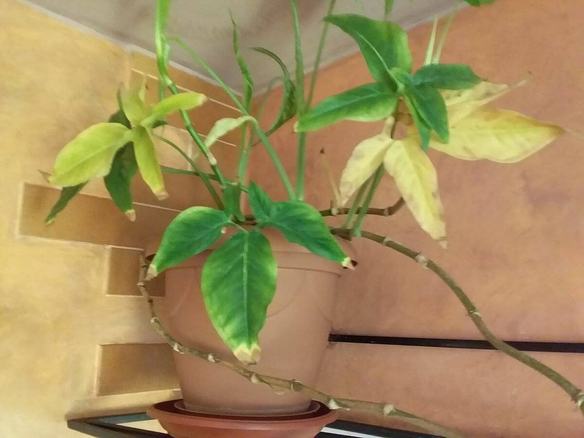 Цветок клеродендрум: уход в домашних условиях, фото, почему не цветет и желтеет