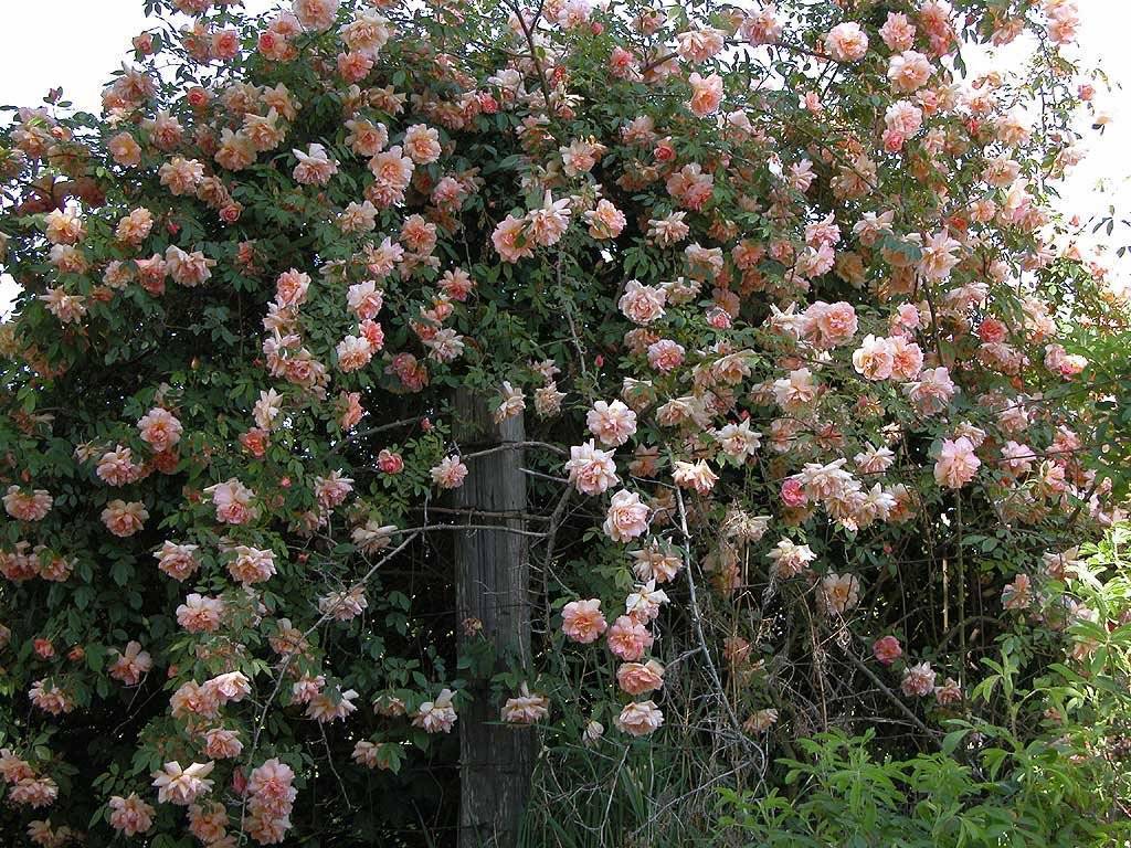 10 лучших крупных роз-клаймеров. описание сортов розы. фото — ботаничка
