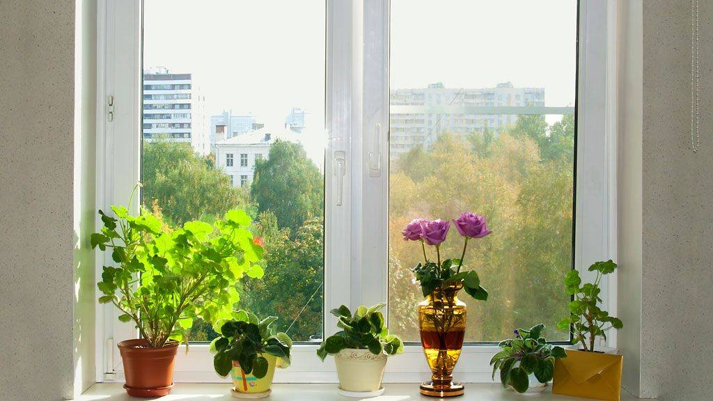 Топ комнатных растений для солнечной стороны: правила выращивания комнатных растений на южном окне