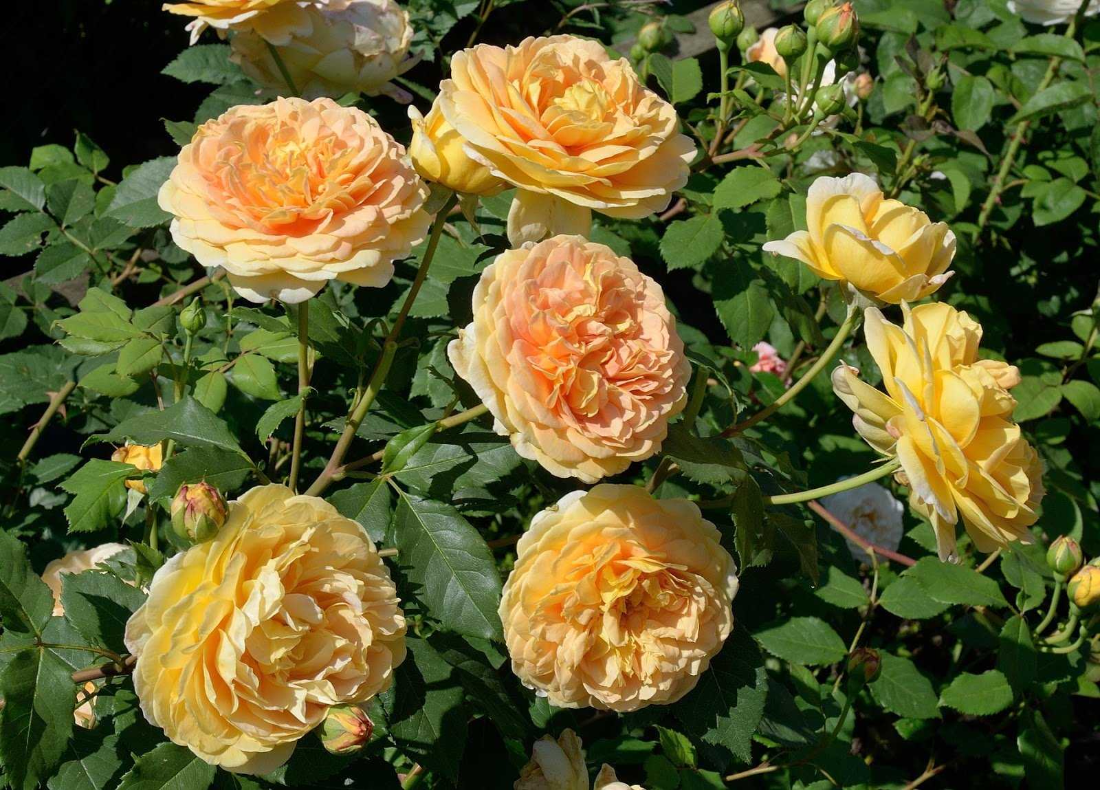 Роза голден селебрейшен (golden selebration): фото и подробное описание сорта, выращивание, уход за цветком, болезни и вредители, использование в ландшафтном дизайне