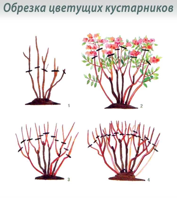 Живая изгородь из жасмина (чубушника): особенности растения, правила посадки, основной уход, частота обрезки