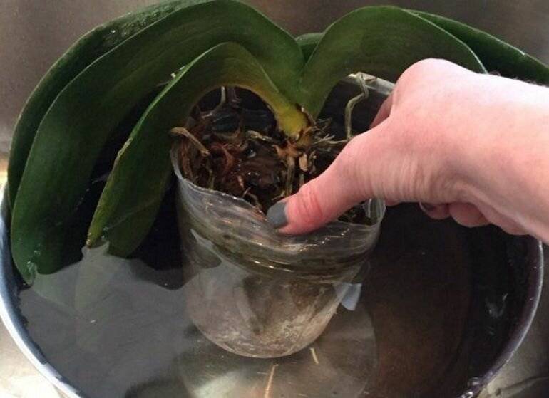 Как правильно поливать орхидею в домашних условиях: в горшке, пошагово
