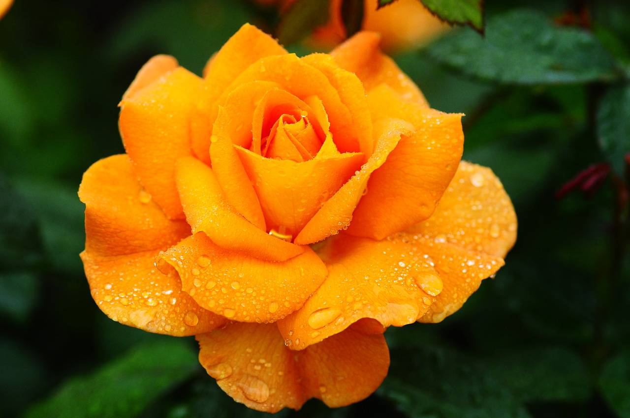 Оранжевые розы: фото и описание сортов растений данного цвета, таких как кустовой и других, правила размещения на садовом участке
