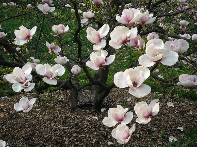 Дерево магнолия: описание цветка и виды, уход и выращивание растения