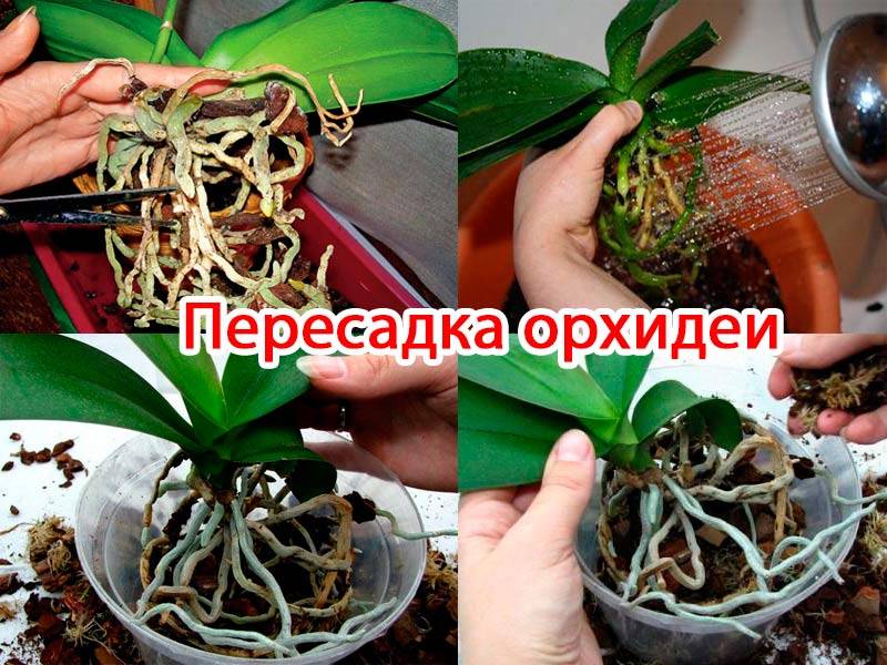 Орхидея фаленопсис: уход, болезни и их лечение