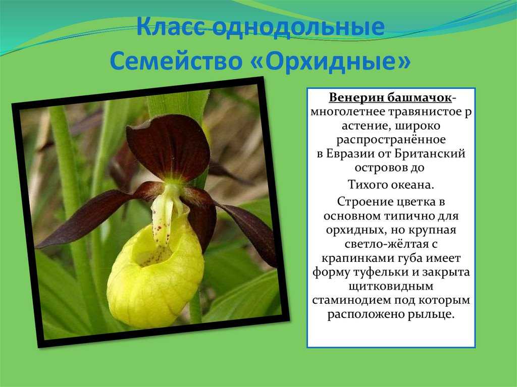 Какую орхидею выбрать для дома?