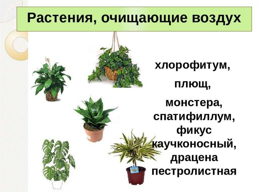 70 комнатных растений, очищающих воздух в квартире