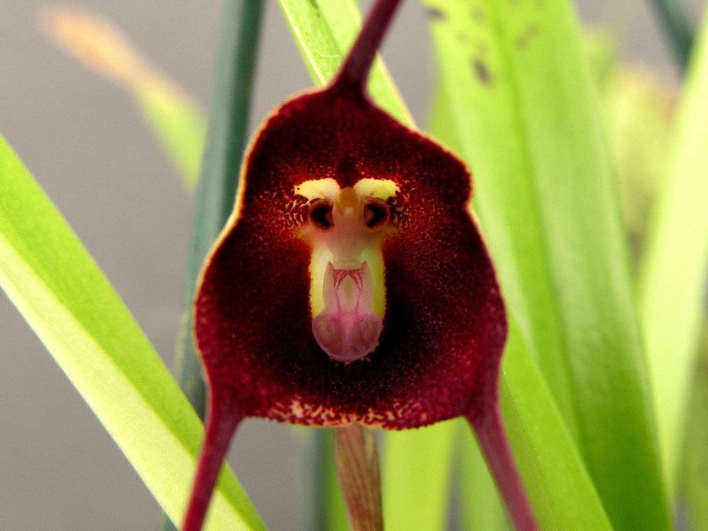 Редкая орхидея дракула (обезьянья мордочка). уход в домашних условиях. фото, видео