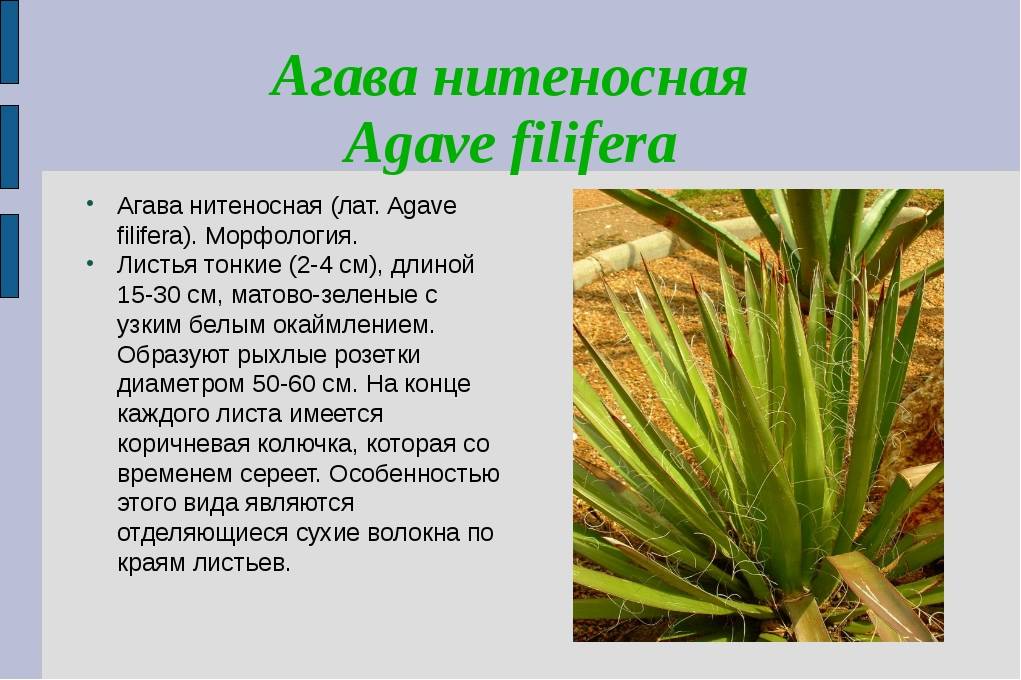 Комнатная агава — фаворитка среди суккулентов. уход в домашних условиях. фото — ботаничка