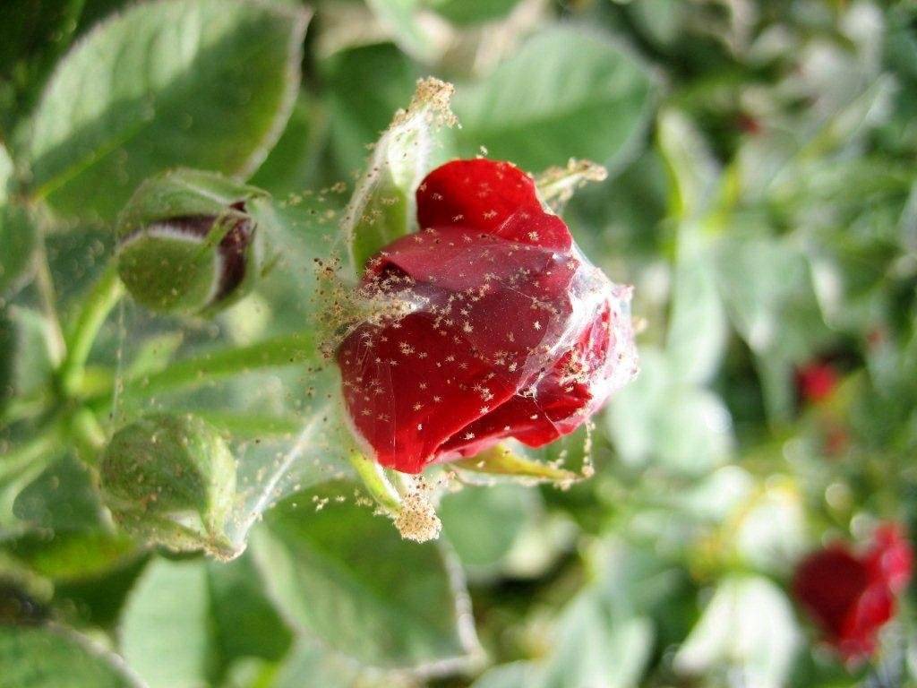 Клещ на розах: как избавиться от вредителя быстро и эффективно