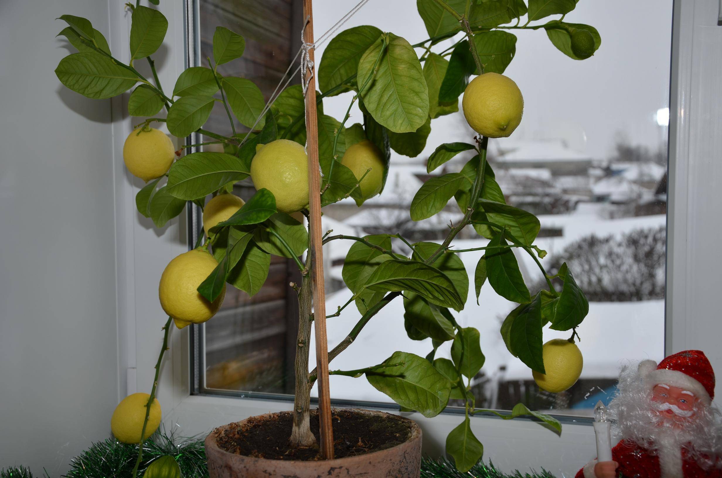 Домашний лимон: уход за цитрусом и сроки получения урожая