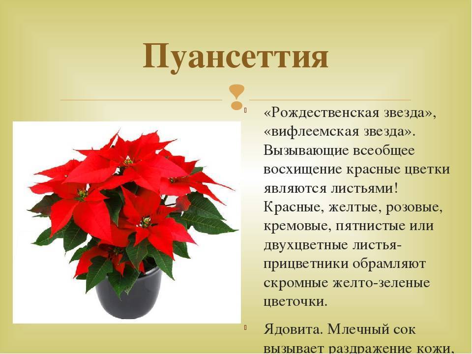 Красные цветы - названия, фото и описания (каталог)