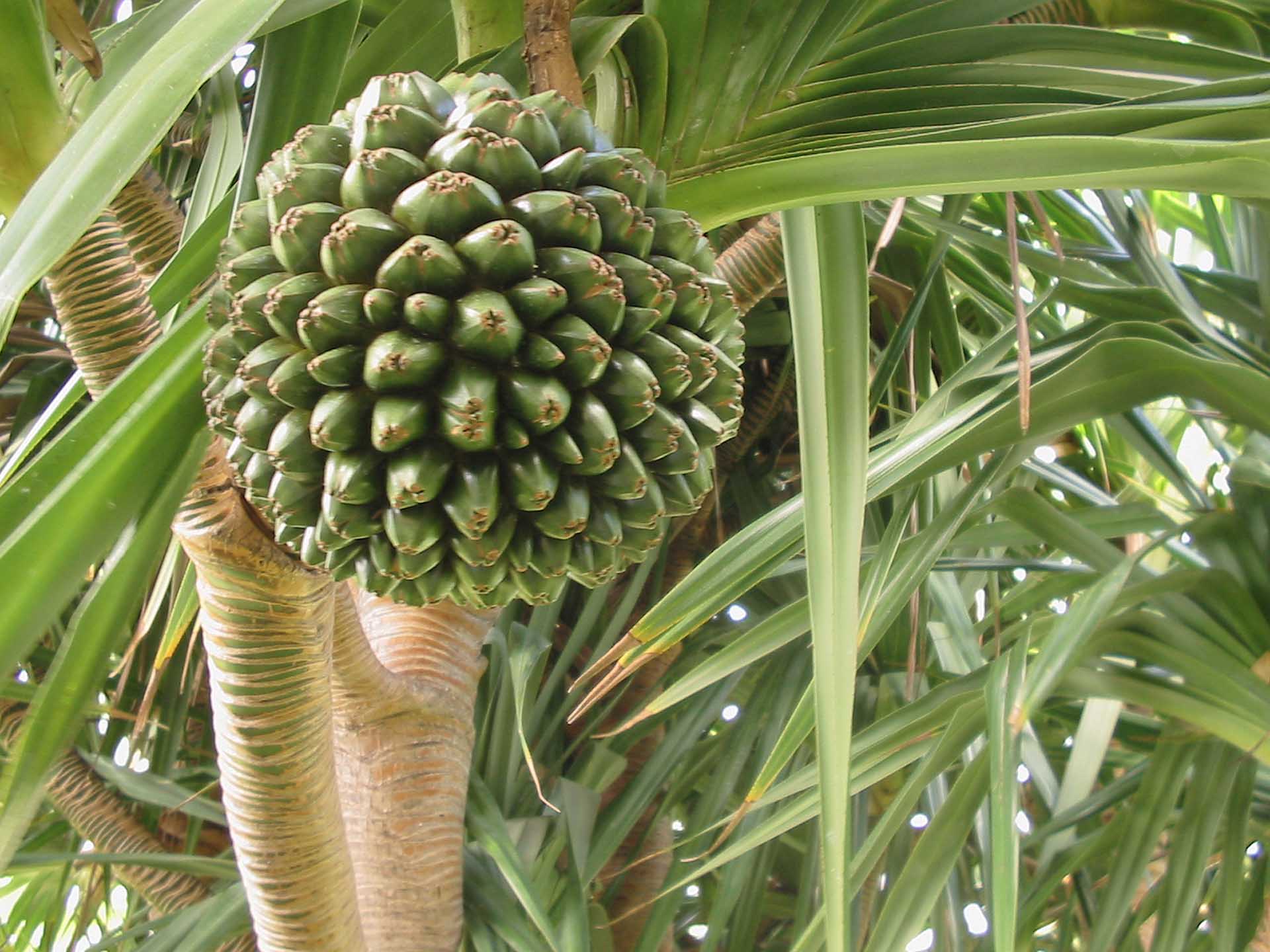 Винтовая пальма панданус: правила ухода и размножения в домашних условиях