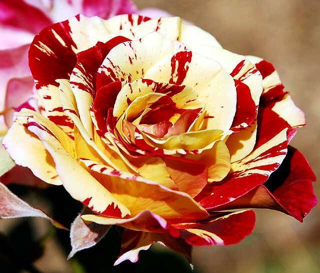 Роза флорибунда мидсаммер: посадка и правильный уход, фото цветов, отзывы садоводов