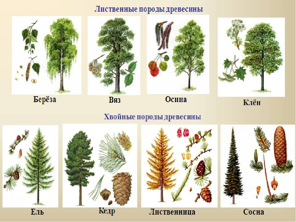 Лиственные деревья: фото и названия растений, виды, какие бывают?