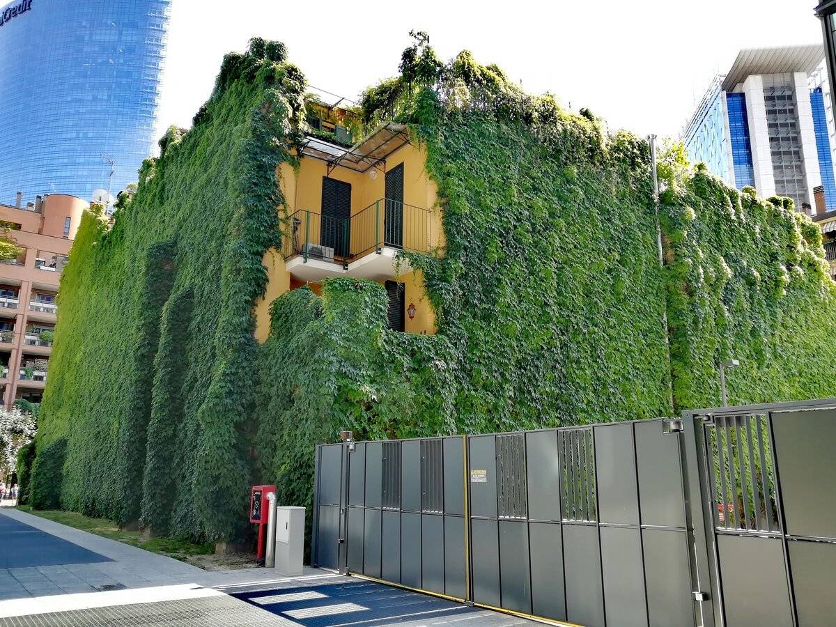 Вертикальное озеленение - 165 фото красивого дизайна и идей для озеленения своими руками