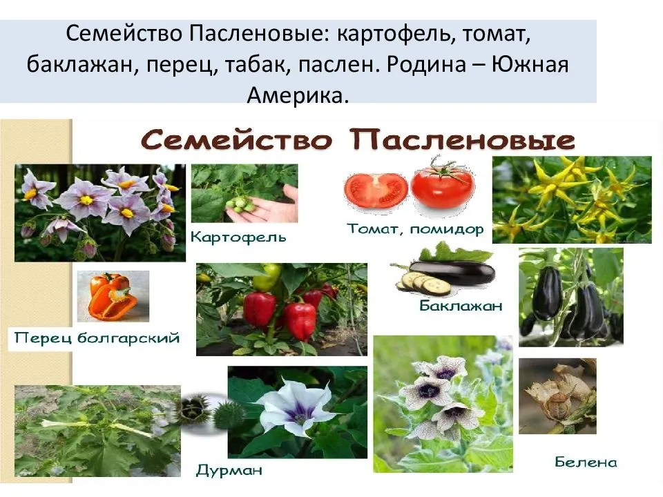 Семейство пасленовых растений - признаки, представители и примеры, строение, особенности, значение