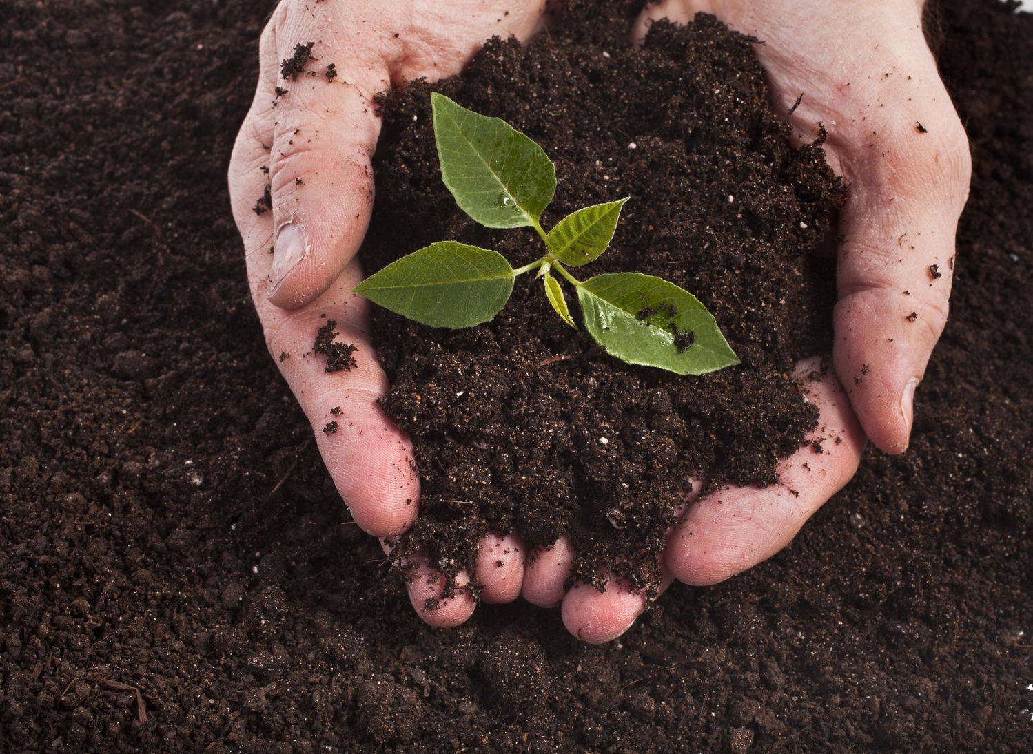 Почва и её значение для жизнедеятельности растений