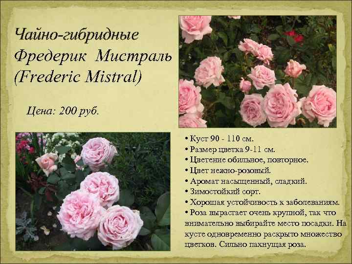 Роза Фредерик Мистраль (Frederic Mistral) — характеристики цветка