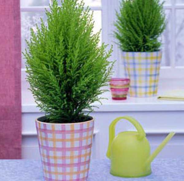 Кипарисовик — уход в домашних условиях за комнатным растением