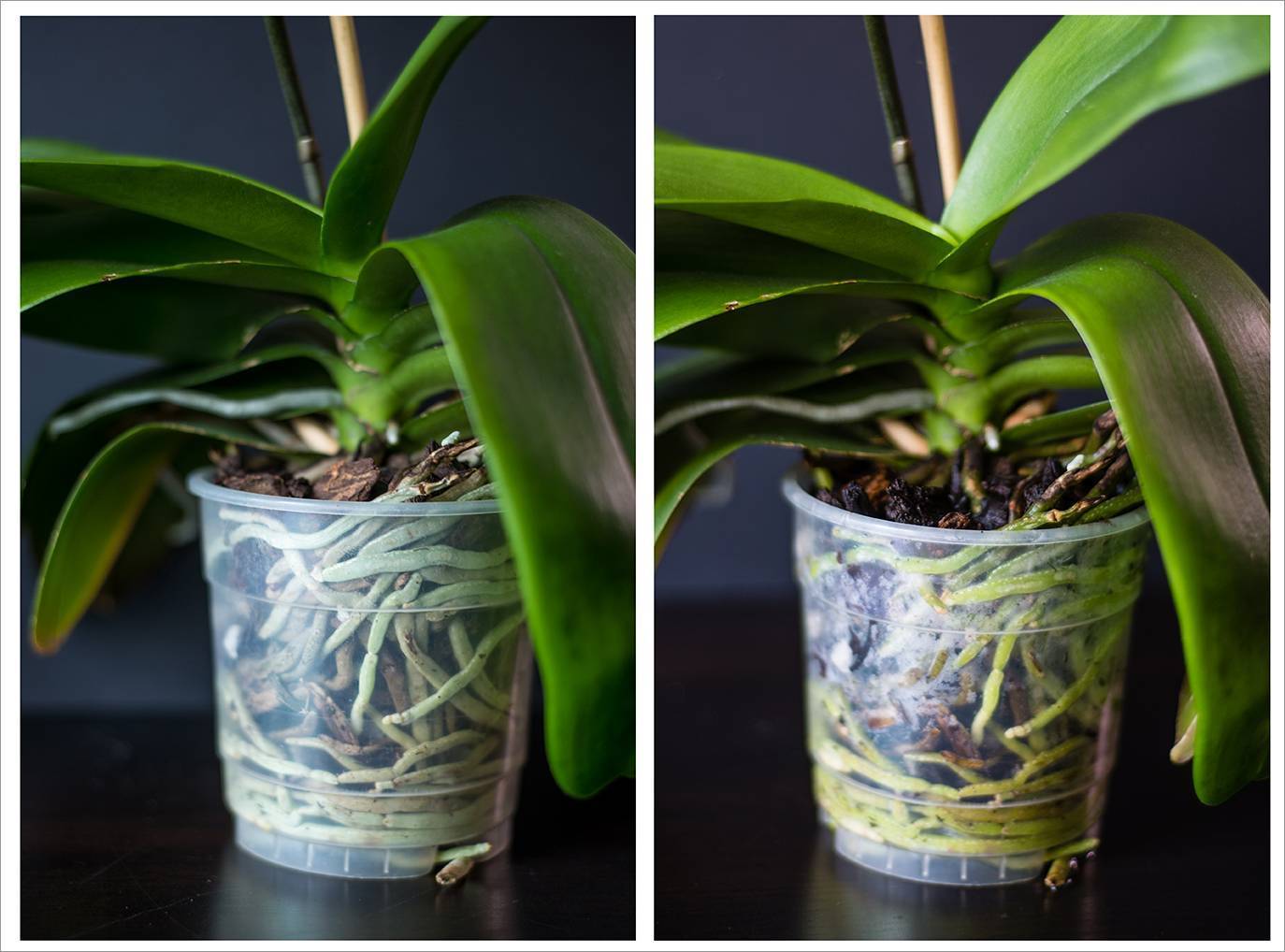 Как заставить орхидею выпустить цветонос и что делать, если она его не дает: применение мази для роста и цветения в домашних условиях