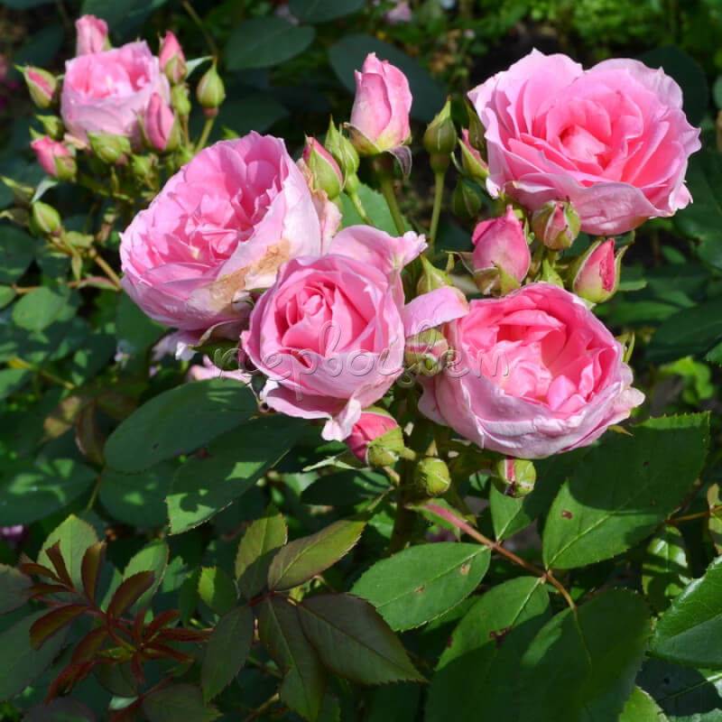 Роза прейри джой (prairie joy): описание, фото, выращивание